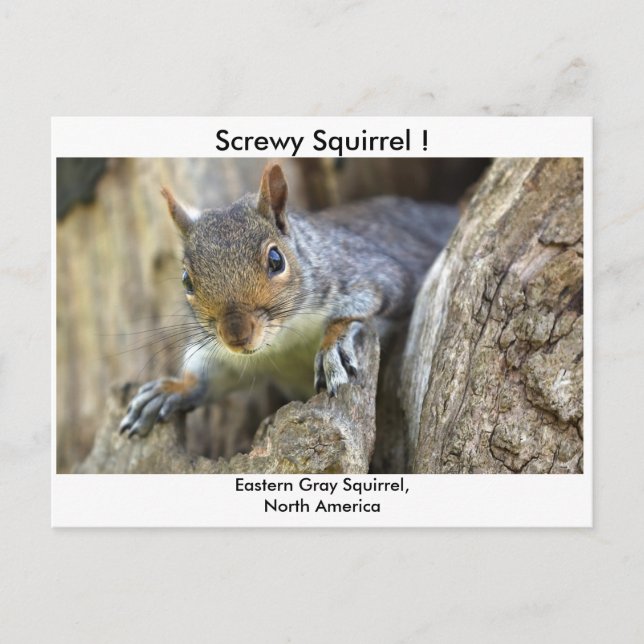 Screwy Squirrel! Postcard (Front)