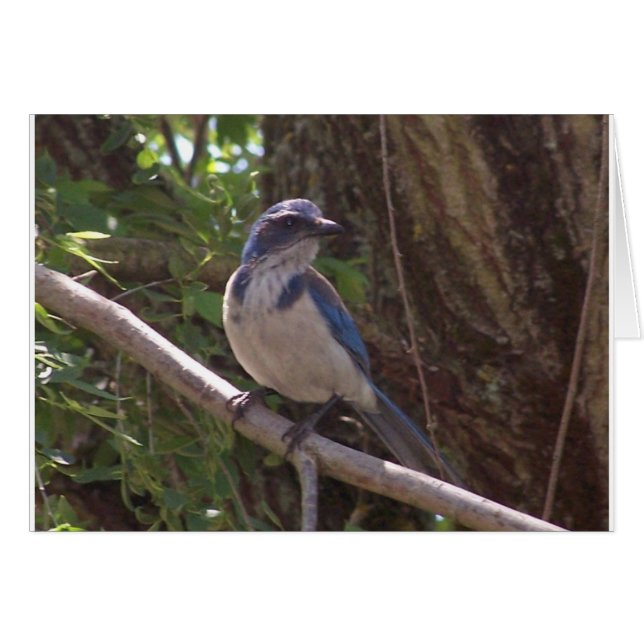 Scrub Jay (Front Horizontal)