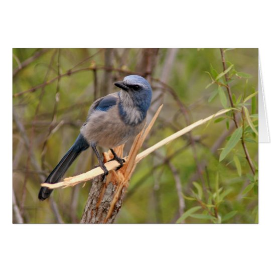 Scrub Jay Card