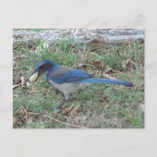 Scrub Jay Finds a Peanut Postcard