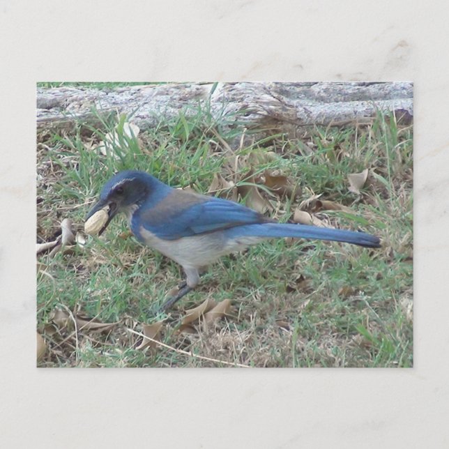 Scrub Jay Finds a Peanut Postcard (Front)