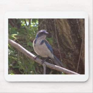 Scrub Jay Mouse Mat