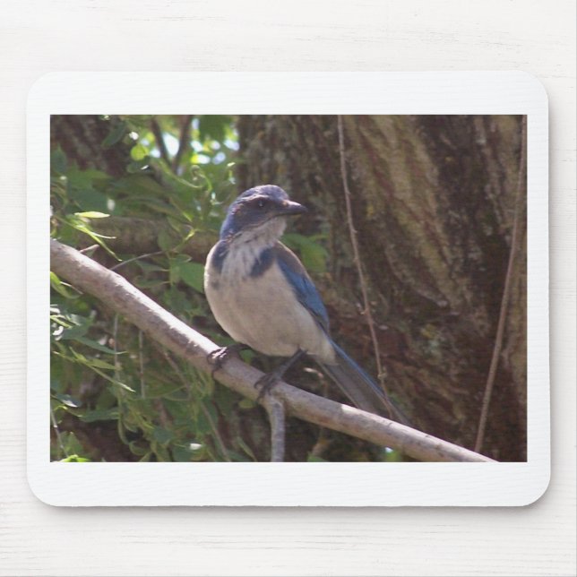 Scrub Jay Mouse Mat (Front)