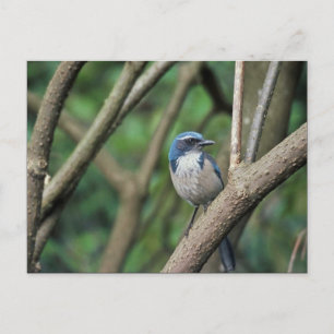 Scrub Jay, Western Postcard