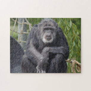 Scruffy Chimpanzee puzzle