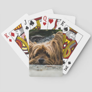 Scruffy Dog Laying Down Playing Cards
