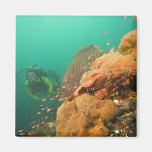 scuba diver & Scorpionfish Scorpanopsis Magnet