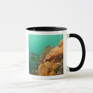 scuba diver & Scorpionfish Scorpanopsis Mug