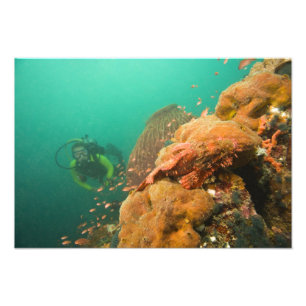 scuba diver & Scorpionfish Scorpanopsis Photo Print