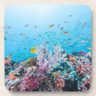 Scuba Diving With Colourful Reef And Coral Coaster