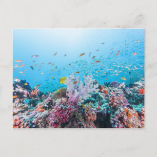 Scuba Diving With Colourful Reef And Coral Postcard