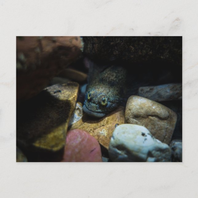 Sculpin on some rocks  postcard (Front)