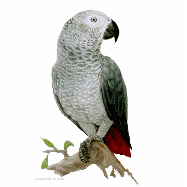 Sculpture - African Grey Parrot Standing Photo Sculpture (Front)