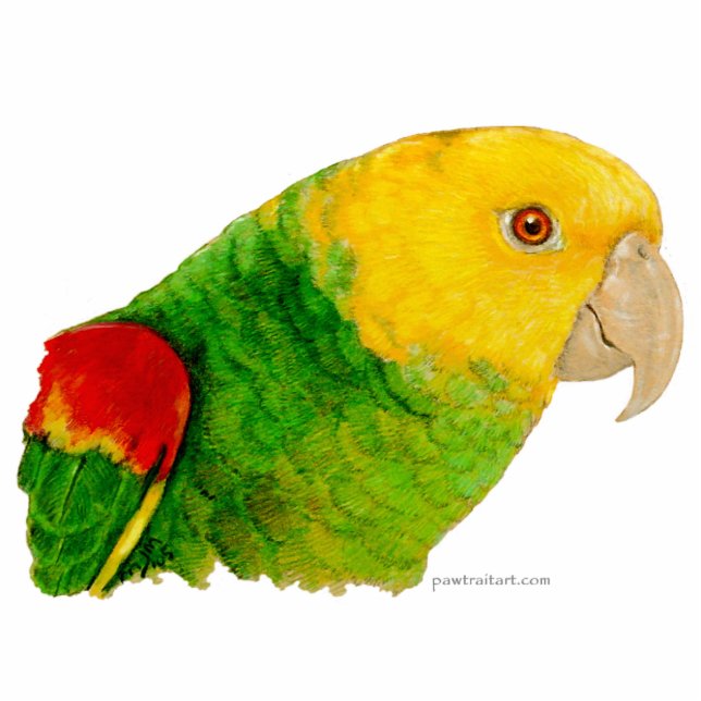 Sculpture - Double Yellow Headed Amazon Standing Photo Sculpture (Front)