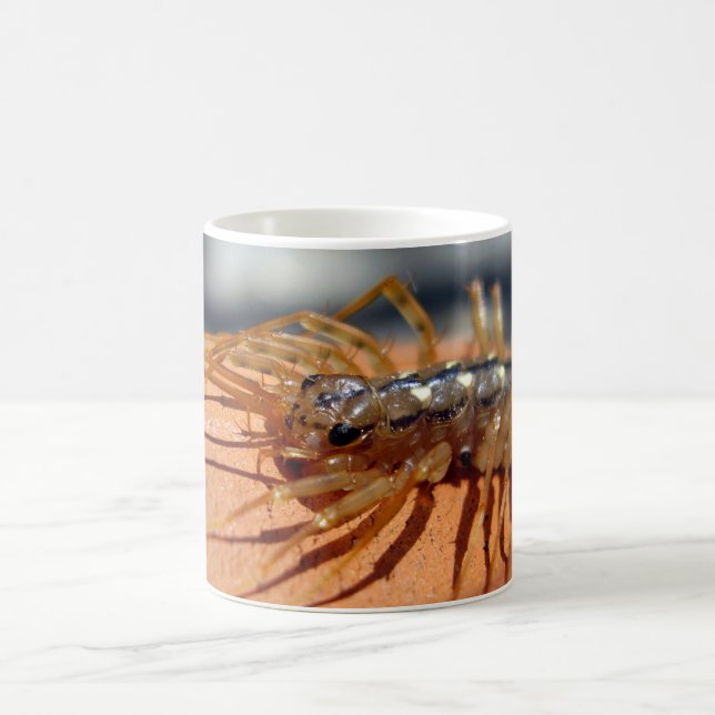 Scutigera coleoptrata Bug Mug (Center)