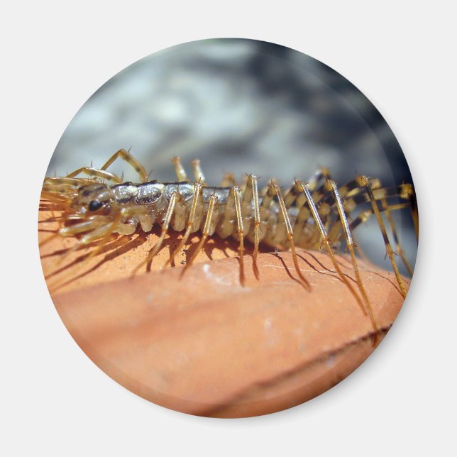 Scutigera Coleoptrata Magnet (Front)
