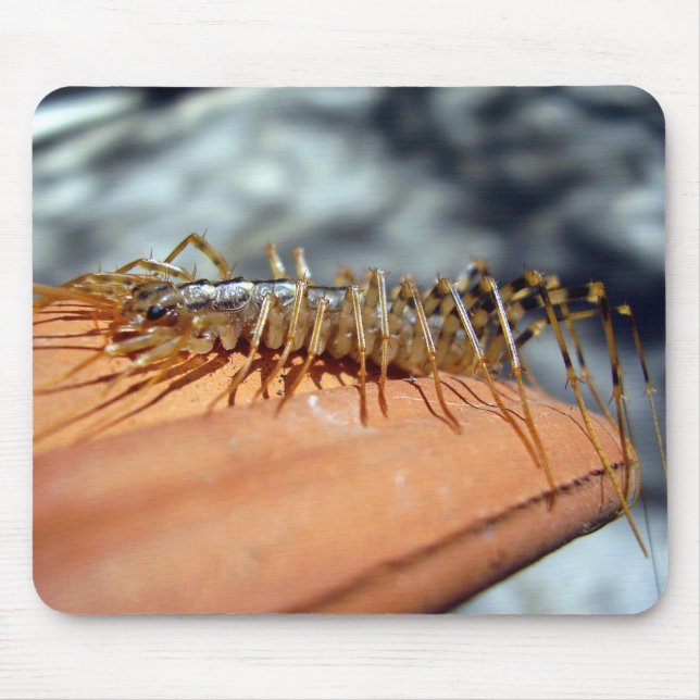 Scutigera Coleoptrata Mouse Mat (Front)