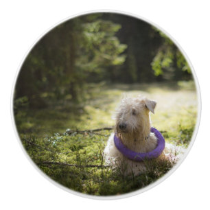 scwt laying in woods ceramic knob
