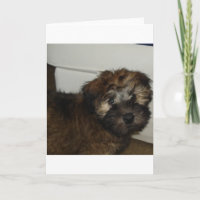 SCWT puppy