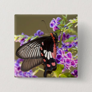 SE Asia, Thailand, Doi Inthanon, Papilio 15 Cm Square Badge