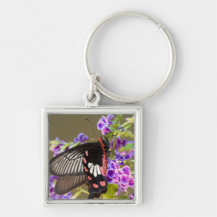 SE Asia, Thailand, Doi Inthanon, Papilio Key Ring