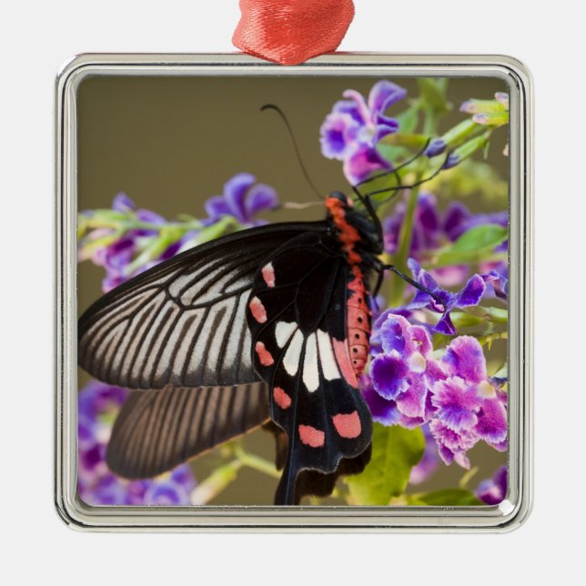 SE Asia, Thailand, Doi Inthanon, Papilio Metal Tree Decoration (Front)