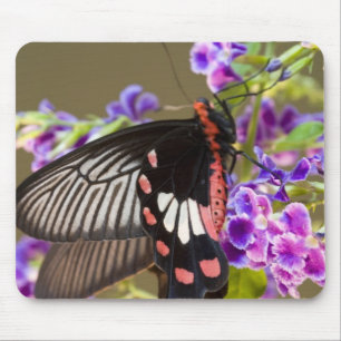SE Asia, Thailand, Doi Inthanon, Papilio Mouse Mat