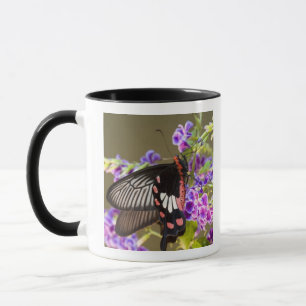 SE Asia, Thailand, Doi Inthanon, Papilio Mug