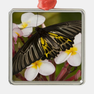 SE Asia, Thailand, Khon Kaen Metal Tree Decoration