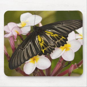 SE Asia, Thailand, Khon Kaen Mouse Mat