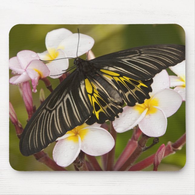 SE Asia, Thailand, Khon Kaen Mouse Mat (Front)