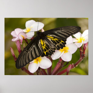 SE Asia, Thailand, Khon Kaen, The Golden Poster
