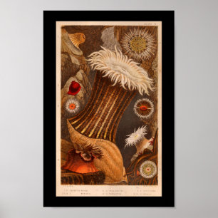 Sea Anemone Colour Marine Life Print