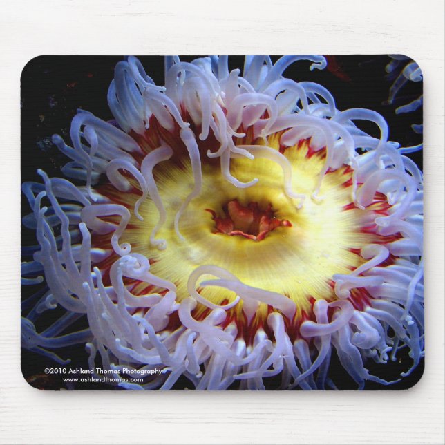 Sea Anemone Mouse Pad (Front)