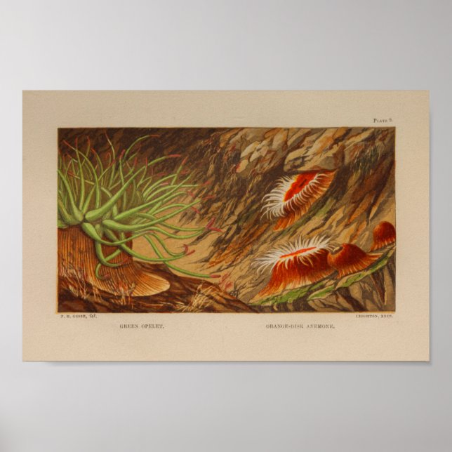 Sea Anemone Ocean Animals Colour Art Print (Front)