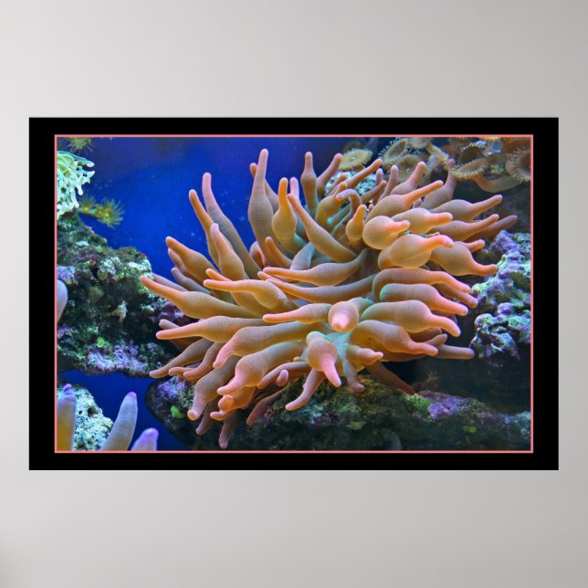 Sea Anemone Poster (Front)