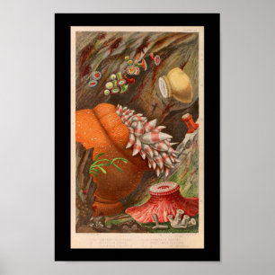 Sea Anemone Red Marine Life Print