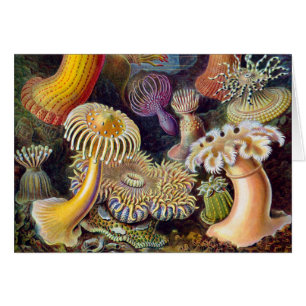 Sea Anemone Scientific Nature Ocean