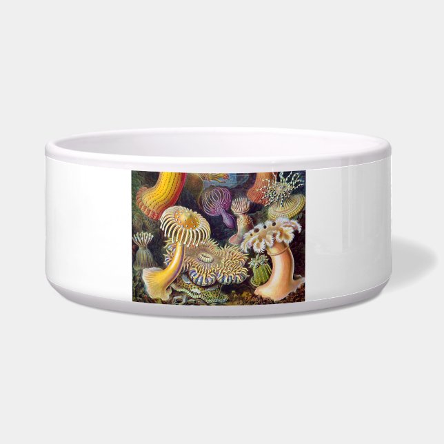Sea Anemone Scientific Nature Ocean (Front)