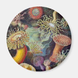 Sea Anemone Scientific Nature Ocean Magnet