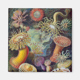 Sea Anemone Scientific Nature Ocean Magnet