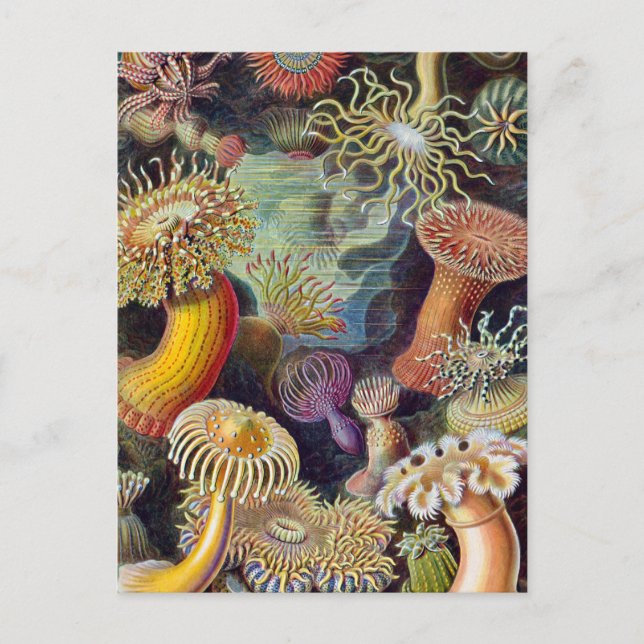 Sea Anemone Scientific Nature Ocean Postcard (Front)