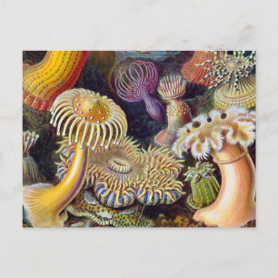 Sea Anemone Scientific Nature Ocean Postcard