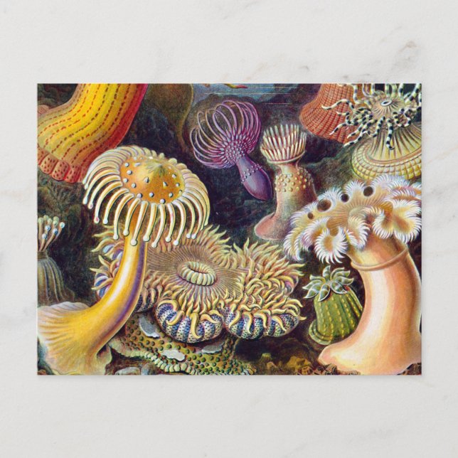 Sea Anemone Scientific Nature Ocean Postcard (Front)