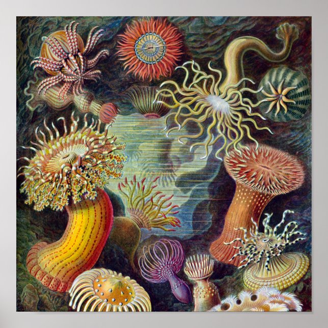 Sea Anemone Scientific Nature Ocean Poster (Front)