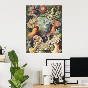 Sea Anemone Scientific Nature Ocean Poster