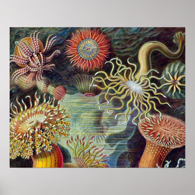 Sea Anemone Scientific Nature Ocean Poster (Front)