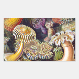 Sea Anemone Scientific Nature Ocean Rectangular Sticker