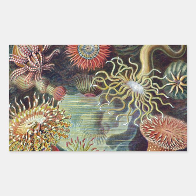 Sea Anemone Scientific Nature Ocean Rectangular Sticker (Front)