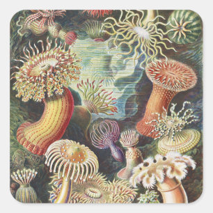 Sea Anemone Scientific Nature Ocean Square Sticker